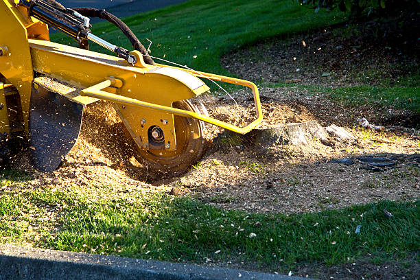 The Steps Involved in Our Tree Care Process in Hauser, ID